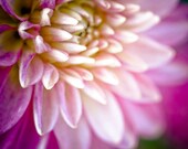 Dahlia Burst