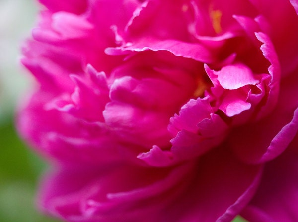 Peony Dream