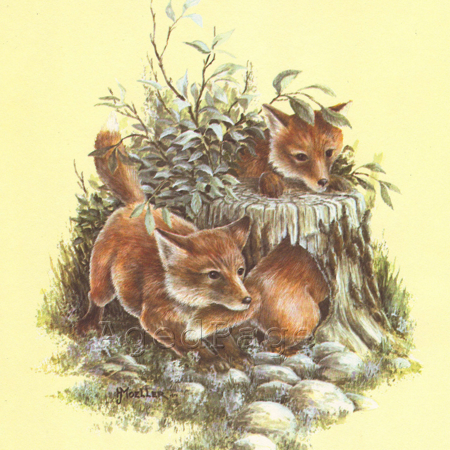 Vintage Animal Print Book Illustration to Frame by AgedPage