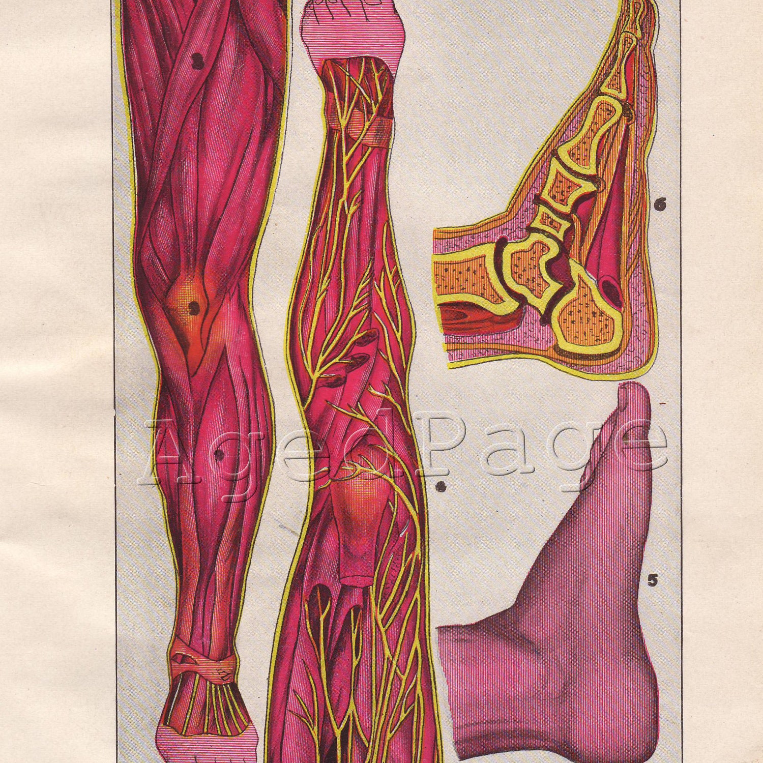 Vintage 1906 Anatomy Print, Antique Color Art Illustration, Wall Decor, Leg Muscles, Foot Bones, 1906 Book Plate 7