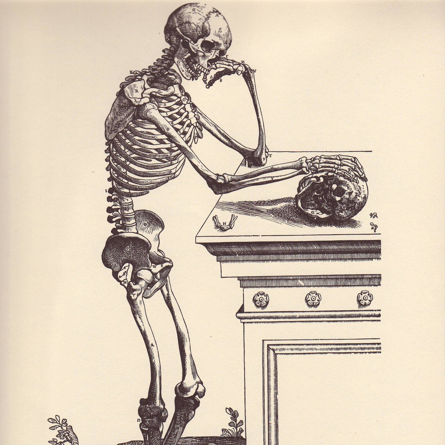 Vintage Anatomy Print, 1950 Skeletal Book Plate to Frame, Vesalius, Lateral View of the Skeleton