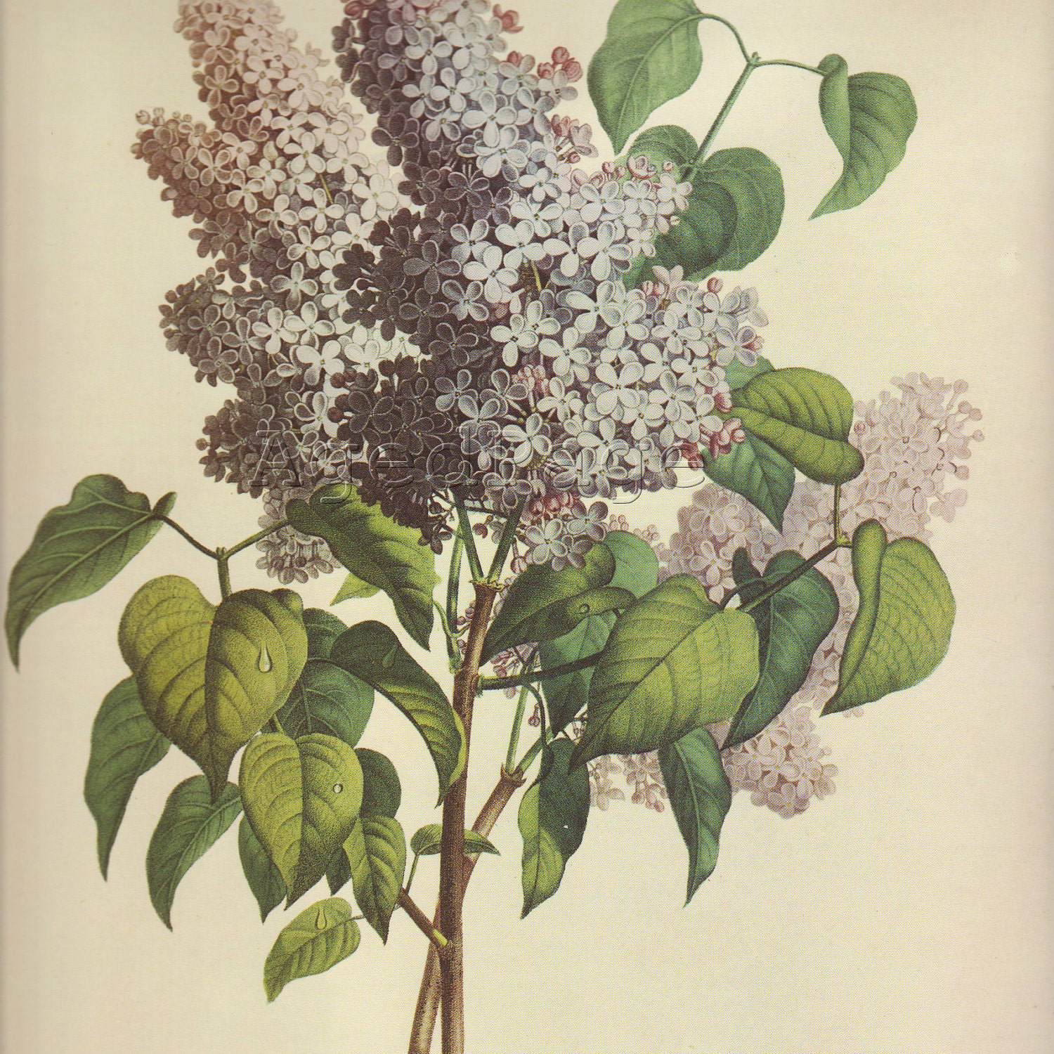 Vintage Botanical Book Illustration Purple Flower Print Home and Garden Book Plate Wall Hanging Lilac Floral Series 1
