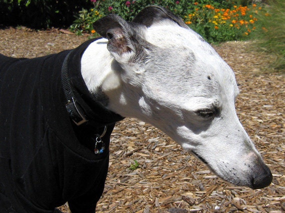 Harmonizing Gems For Our Animal Friends