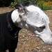 Harmonizing Gems For Our Animal Friends