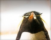 8x10 photograph - The Show Off - Penguin photography - fine art print -  nursery art - fathers day