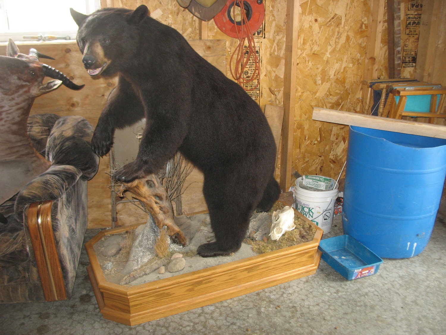 full mount black bear