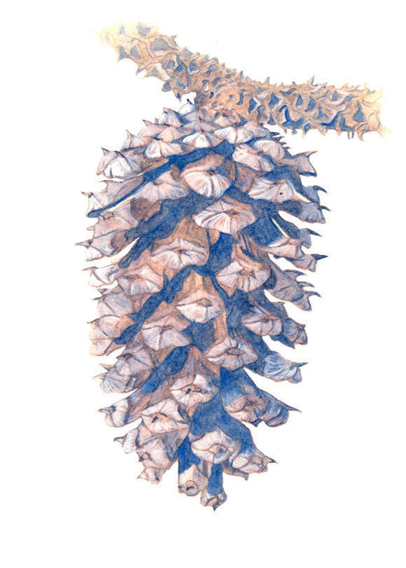 Loblolly Pine Cone, Matted 5 x 7 Gicleé Print of Original Watercolor by Lore Ruttan