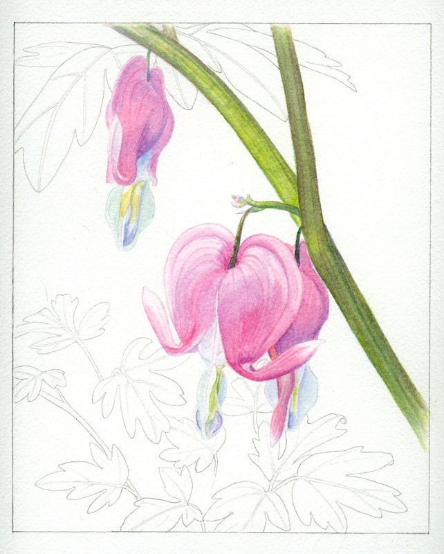 Bleeding Heart, 5 x 7 Giclée Print of Original Watercolor by Lore Ruttan