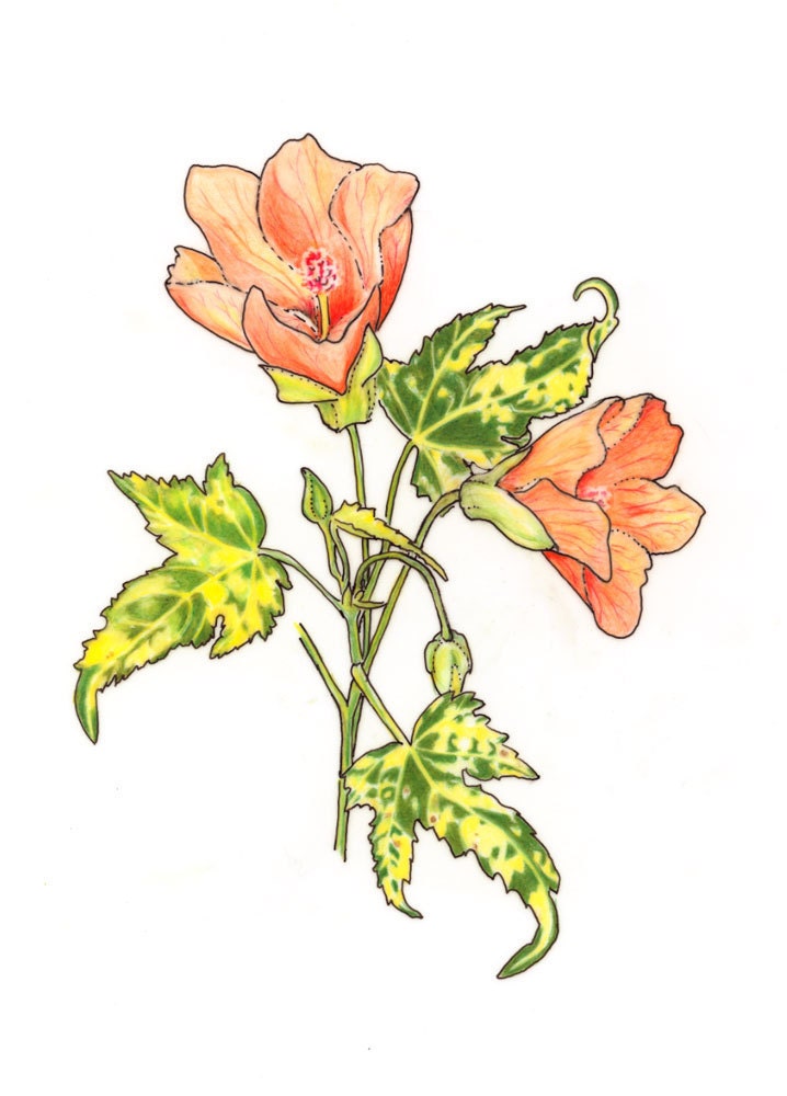 Ornamental Flower, Giclée Print of Original Mixed Media Drawing by Lore Ruttan