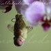 Fower fairy . OOAK Fairy art doll . Fairy cocoon.