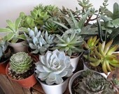 Mixed Bag of 16 Succulents