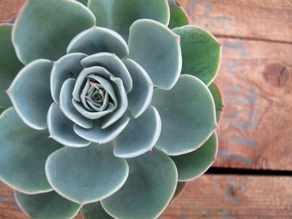 Echeveria Blue Rose