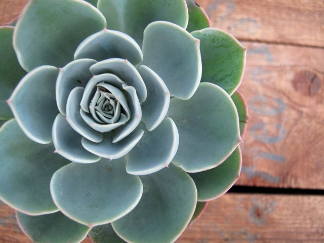 Echeveria Blue Rose