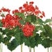 Red Geranium Garden Original Watercolor Painting
