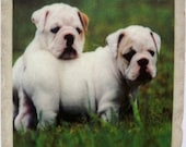 English Bulldog Puppies Coaster