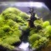 Bubble Moss Bonsai - Fantasy Terrarium
