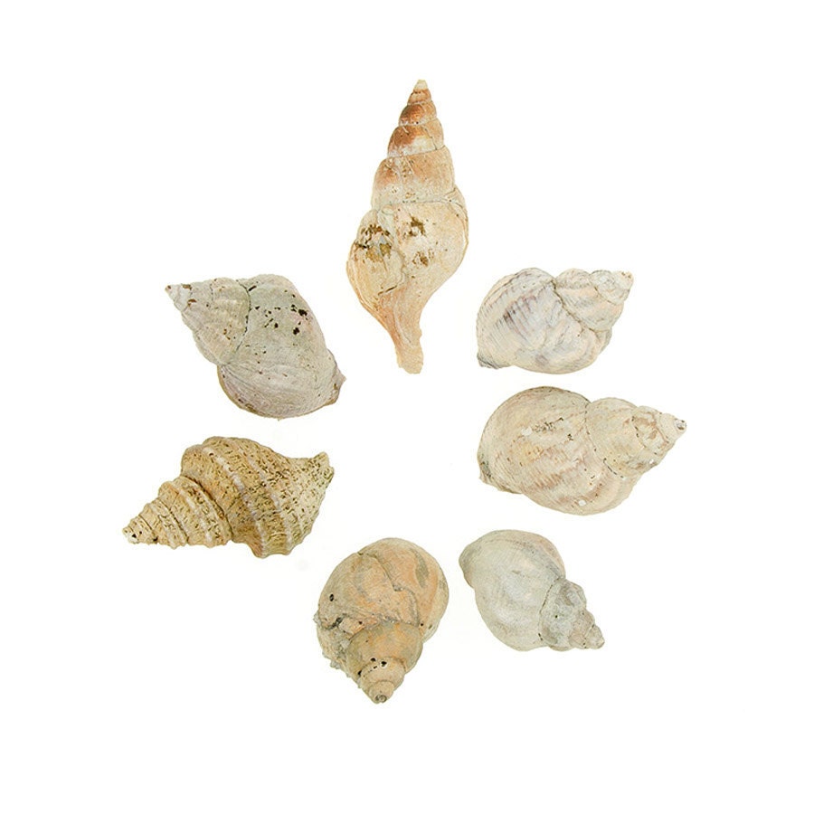 Waved Whelk