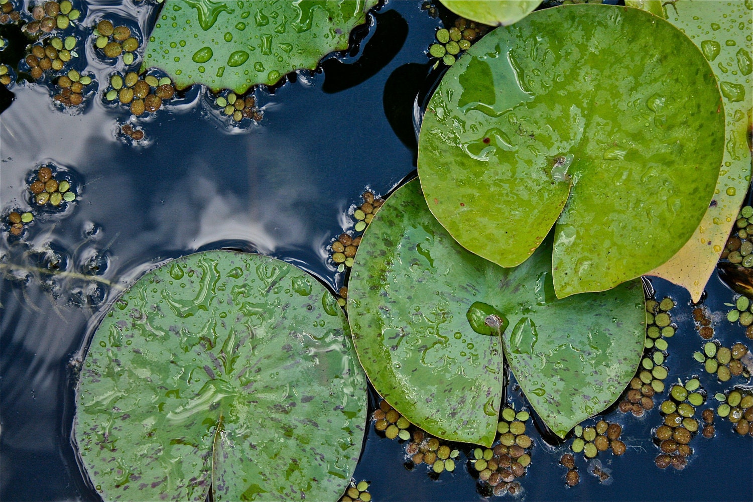 Fine Art Nature Water Lily Photography, Water Lilies 8x12