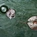 Abstract Fine Art Nature Water Lily Photography, Water Pad 8x12