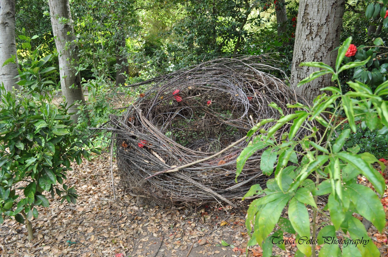 Nest
