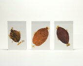 Notepads mini (lined) with print of dried leafs on the cover
