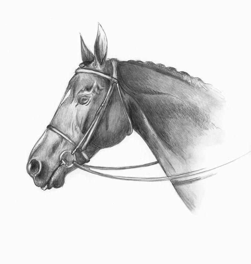 Custom Pet Portrait in Graphite, Horse, Dog, Pet - kncstudio