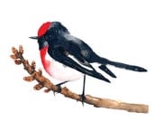 Red Capped Robin Watercolor Illustration Bird Print Black Feather Nature Branch Woodland - BarbaraSzepesiSzucs