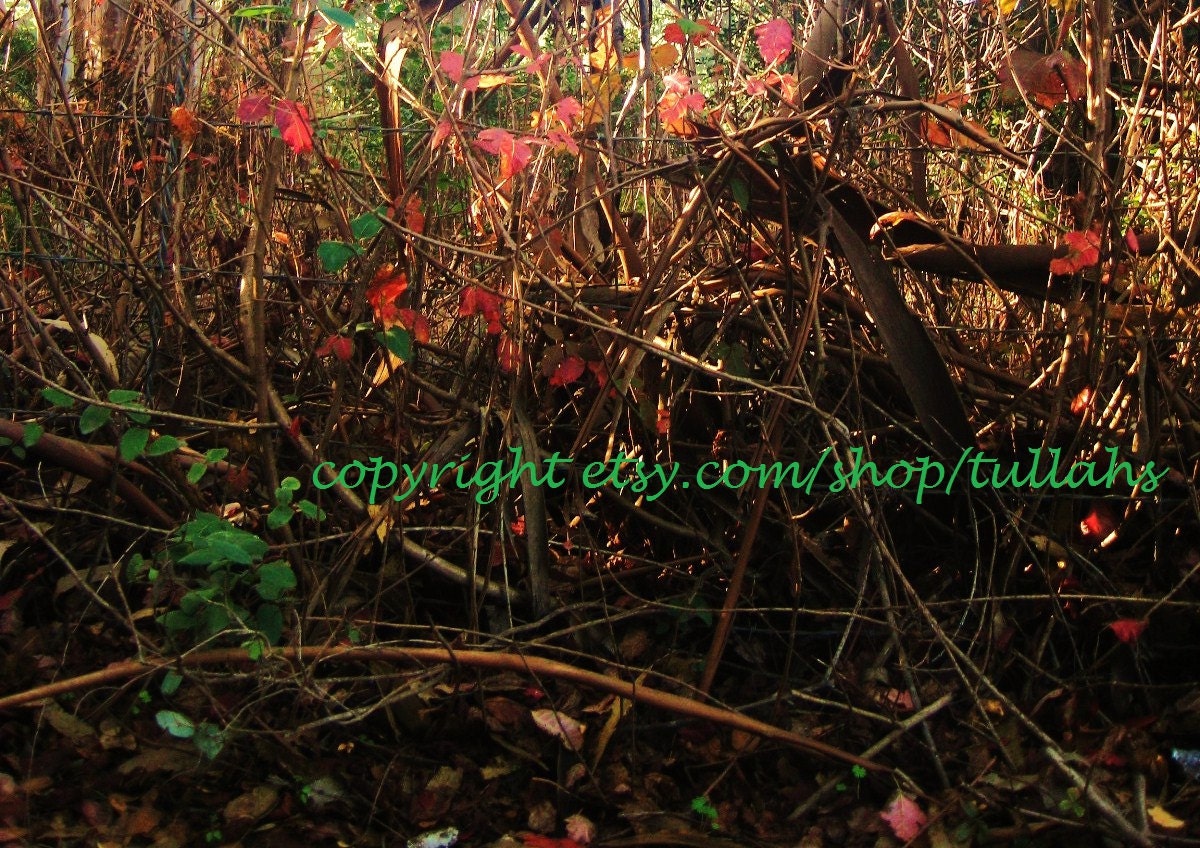 ribbon & vine.