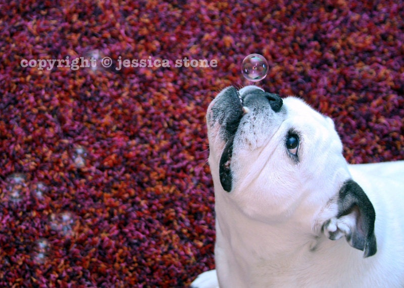 English Bulldog with Bubbles - Dog photo - Pet Photography - Fine Art - Piper Stone - 5x7