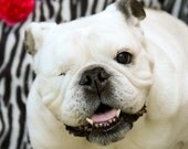 Smiling English Bulldog - Dog Photo - Pet Photography - Animal Portrait - Fine Art - Piper Stone - 5x7