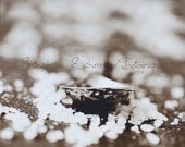 12x12 Sepia Toned Print : Salt 3