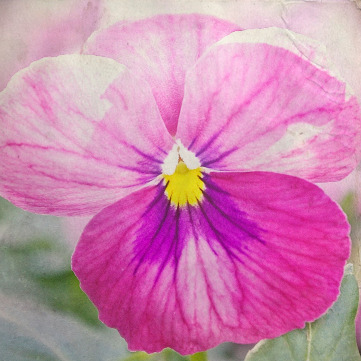 Pink Purple Pansy Nature Spring 4x4 Photography Greeting Card