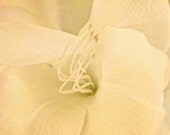 Lily Flower 4x4 Yellow White Cream Gold Floral Soft Pale Sepia Shabby Chic Photography Print Greeting Card Notecard