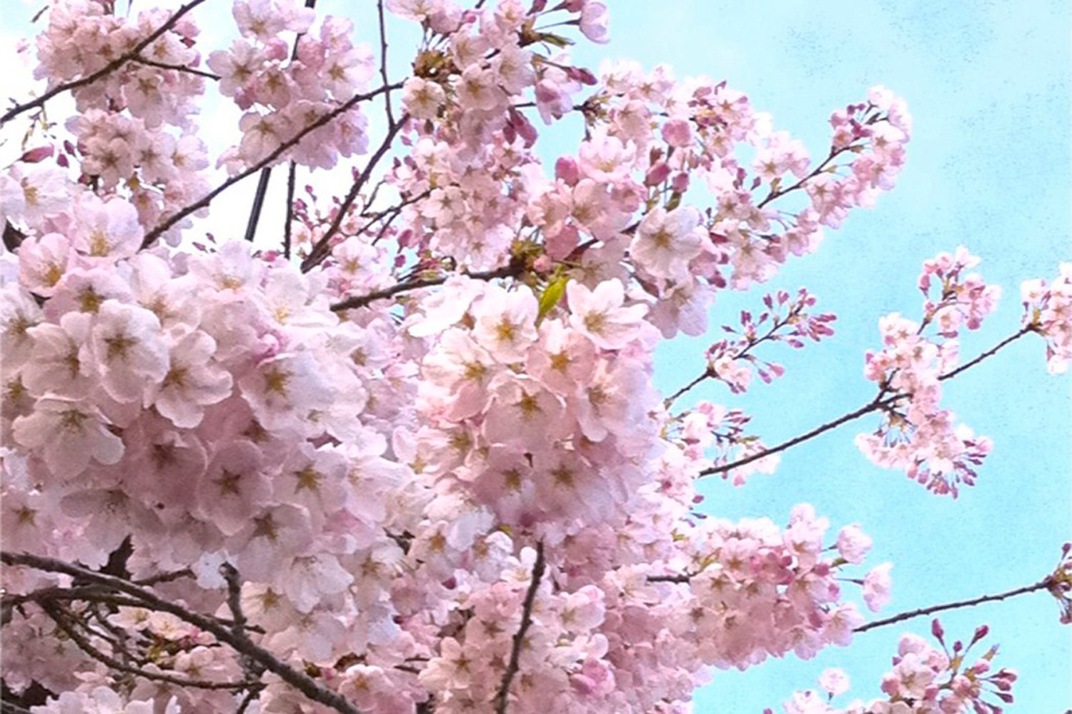 Cherry Blossom 4x6 Pink Tree Blue Sky Photography Print