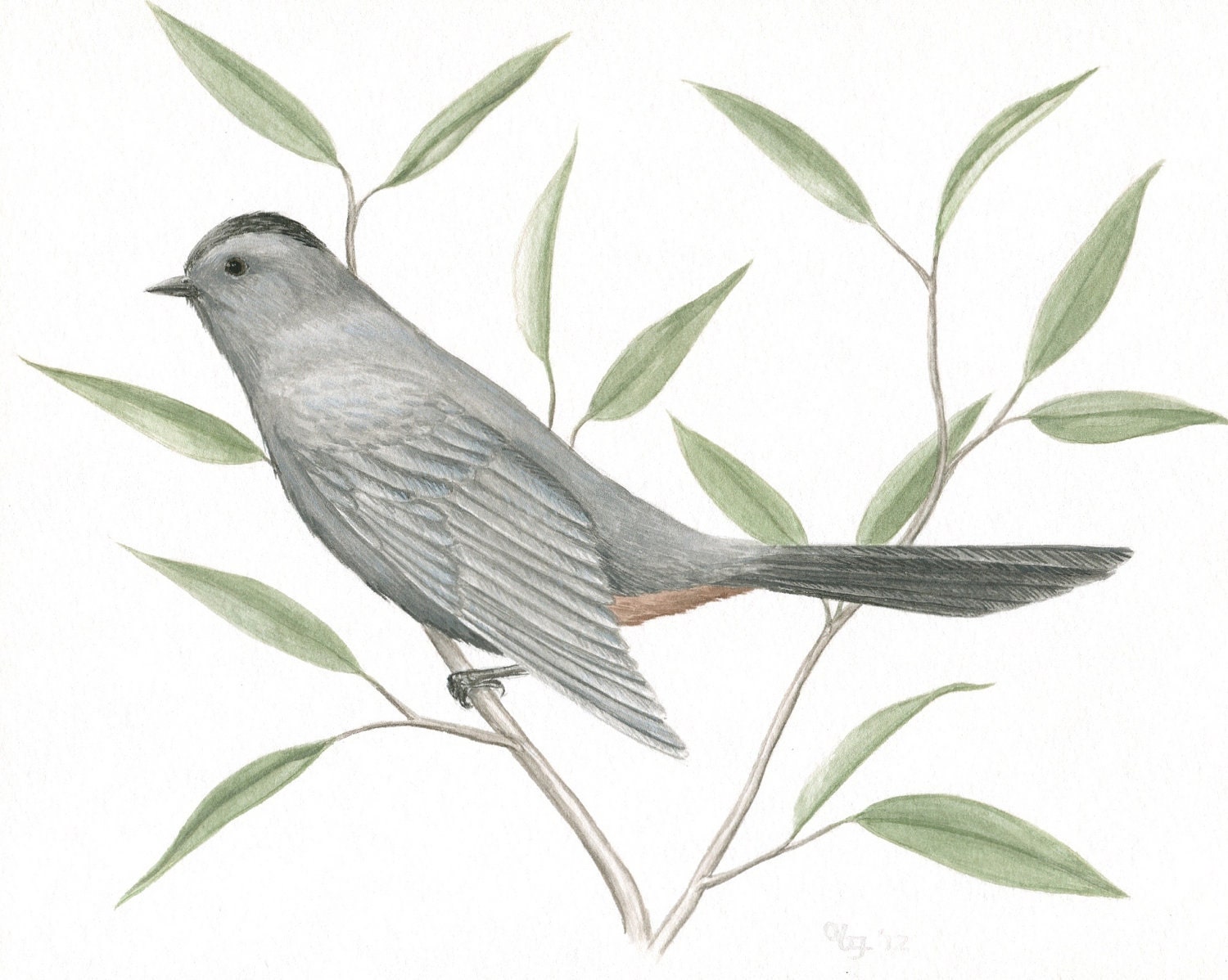 Original Bird Painting, Gray Catbird Illustration, Nature Wall Art, Original Wildlife Painting, Bird Art, Grey and Green, Gouache 8" X 10" - ABFoleyArtworks