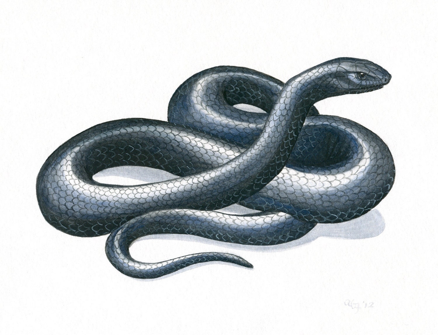 Original Snake Painting, Indigo Snake Nature Illustration, Wildlife Art, Midnight Blue Art, Nature Wall Art, Reptile Art, Gouache 8 X10
