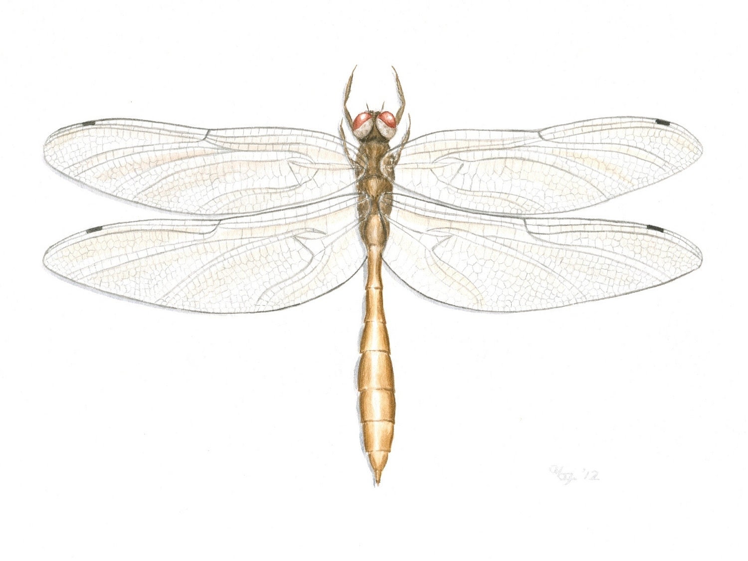 Original Dragonfly Painting, Dragonfly Art, Nature Wall Art, Nature Illustration: Coppery Emerald Dragonfly, Insect Art, Gouache, 8" x 10"