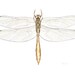Original Dragonfly Painting, Dragonfly Art, Nature Wall Art, Nature Illustration: Coppery Emerald Dragonfly, Insect Art, Gouache, 8" x 10"