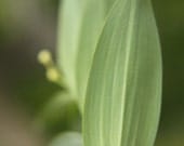 Perfect Symmetry - Green Leaves - Fine Art Nature Photography - FREE SHIPPING - 8x10 print