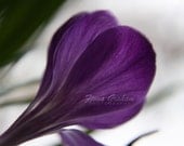 Purple Crocus Photograph - Reaching for the sun - Fine Art Nature Photography - FREE SHIPPING- 8x10 print - Summer home decor