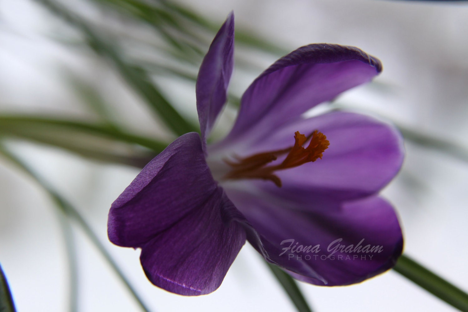 Hope- Purple Crocus - Fine Art Nature Photography - FREE SHIPPING-  8x10 print - purple