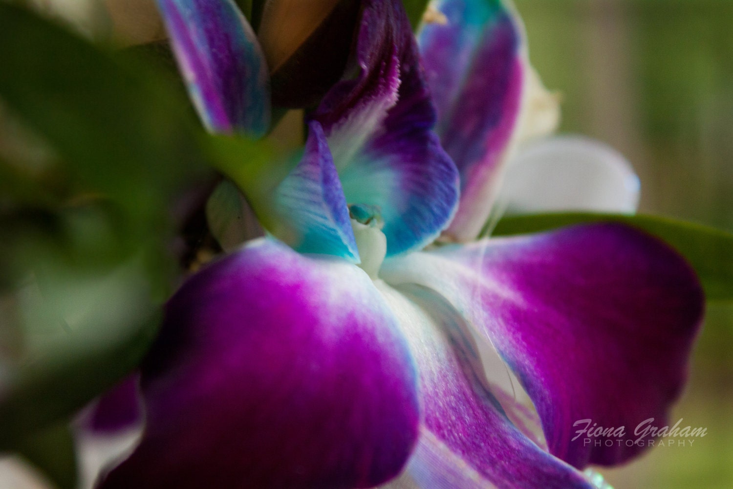 Purple Orchid Photograph - Nature Photography - FREE SHIPPING - 8x10 print - spring home decor - Easter - Mothers Day gift