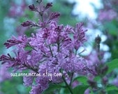 8x10 print - Lilacs full bloom