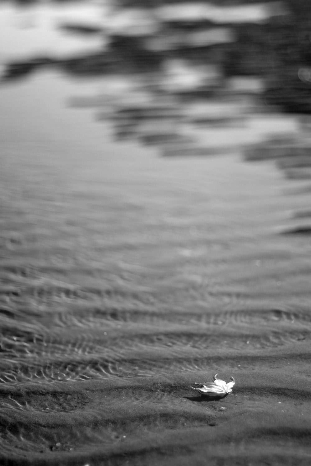 Chesapeake Bay Leaf - 16 x 24 stretched canvas photo, gallery wrap