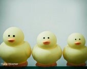 Rubber Duckies - 5x7 Matted Photograph