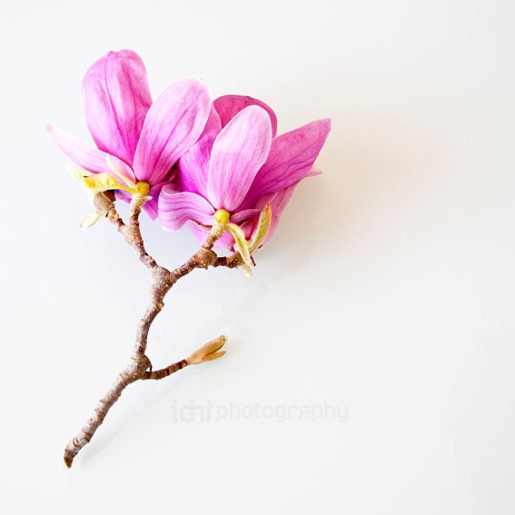 Flowers Photography. Pink magnolia II . Size: 8x8" (20cmx20cm)