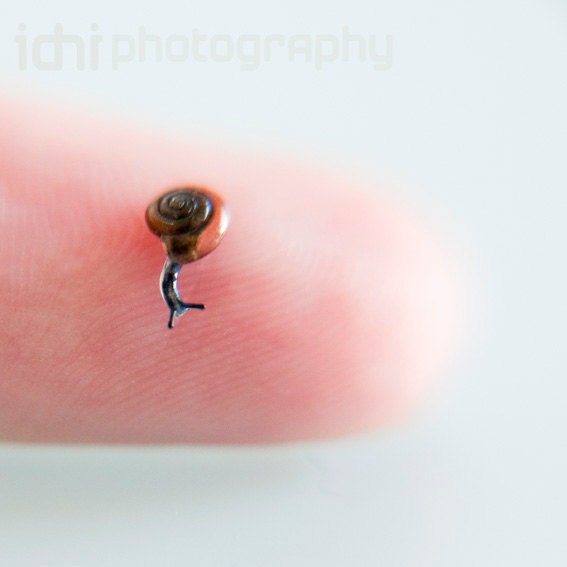 Macro Photography. The small snail. Size: 8x8" (20cmx20cm)
