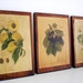 Set of 3 antique botanical Prints on Pine by Hedrick/ Cherries of New York 1915, Peaches of New York 1917, Small Fruits of New York 1925
