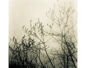Wind Shadows 8x8 Signed Print - Free Shipping - fine art sea grass leaves neutral summer monochrome photograph
