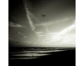 Seagulls On A Beach - 8x8 Signed Print - Free Shipping - surreal black white landscape photograph